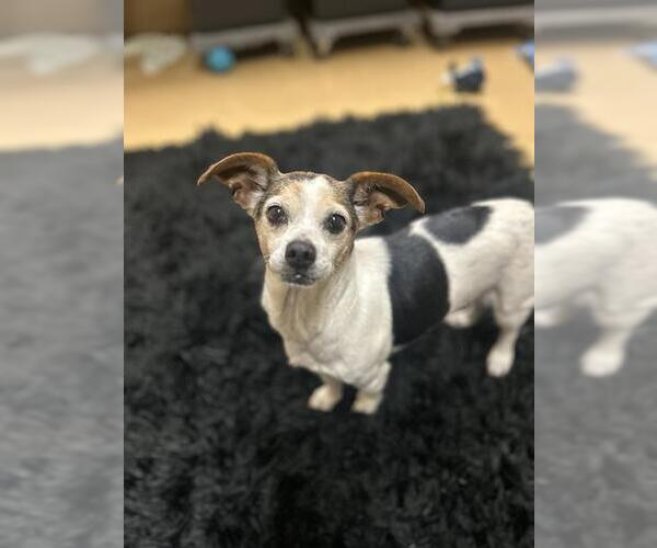 Medium Photo #1 Chihuahua-Unknown Mix Puppy For Sale in Chula Vista, CA, USA