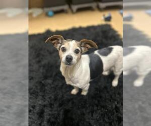 Chihuahua-Unknown Mix Dogs for adoption in Chula Vista, CA, USA