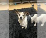 Small Chihuahua Mix