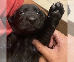 Labrador Retriever Puppy for sale in ALBUQUERQUE, NM, USA