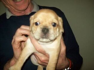 Puggle Puppy for sale in WORCESTER, MA, USA