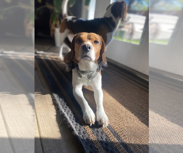 Medium Photo #1 Beagle Puppy For Sale in CONROE, TX, USA
