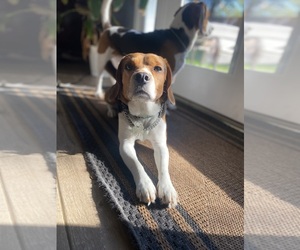 Father of the Beagle puppies born on 05/22/2025