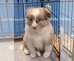 Reba - Female Miniature Australian Shepherd Puppy for Sale - Photo #6