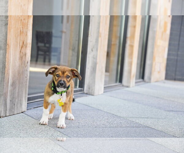 Medium Photo #7 Australian Shepherd-Unknown Mix Puppy For Sale in Sandy, UT, USA