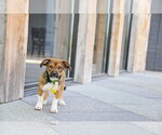 Small #6 Australian Shepherd Mix