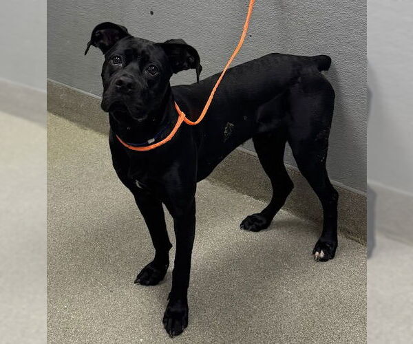 Medium Photo #1 Mutt Puppy For Sale in Las Vegas, NV, USA