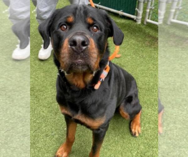 Medium Photo #3 Rottweiler Puppy For Sale in Hillsboro, NH, USA