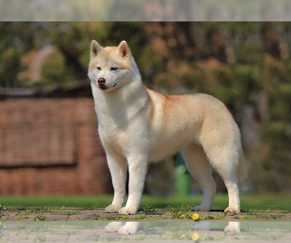 Medium Photo #1 Siberian Husky Puppy For Sale in Corbeanca, Ilfov, Romainia