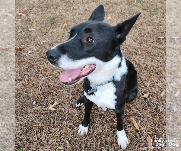 Medium Photo #7 Border Collie-Unknown Mix Puppy For Sale in Washington, DC, USA