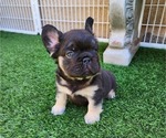 Small #4 French Bulldog