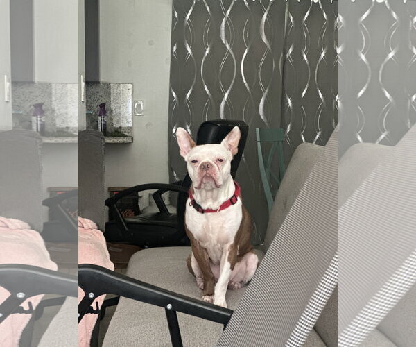 Medium Photo #3 Boston Terrier Puppy For Sale in Miami, FL, USA