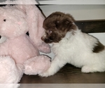 Small Photo #4 Pomsky Puppy For Sale in CHICAGO RIDGE, IL, USA