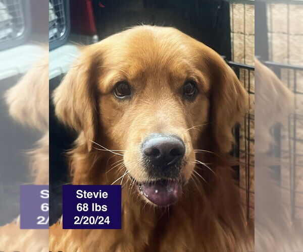 Medium Photo #3 Golden Retriever Puppy For Sale in West Hollywood, CA, USA