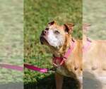 Maggie May - Female Mutt Dog for Adoption - Small photo
