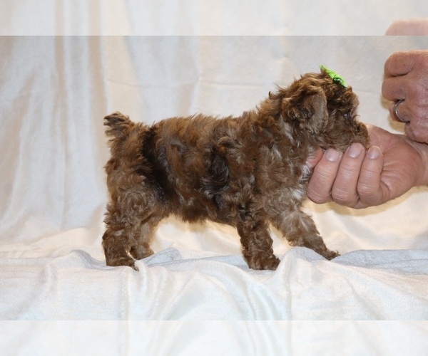Medium Photo #17 Poodle (Toy) Puppy For Sale in DYERSBURG, TN, USA