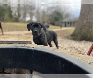 Cane Corso Puppy for sale in LYNCHBURG, VA, USA