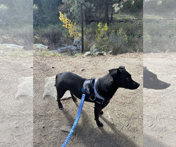Medium Photo #2 Labrador Retriever-Unknown Mix Puppy For Sale in Aurora, CO, USA