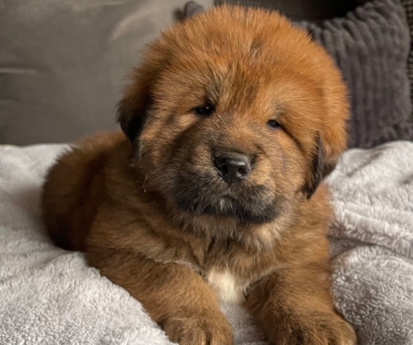 Medium Photo #1 Tibetan Mastiff Puppy For Sale in NAPA, CA, USA