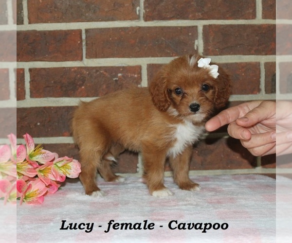 Medium Photo #2 Cavapoo (Miniature) Puppy For Sale in CLARKRANGE, TN, USA