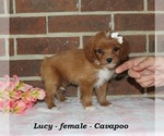 Small #1 Cavapoo (Miniature)
