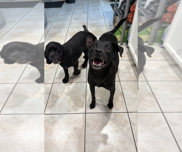 Medium Photo #4 Chihuahua-Unknown Mix Puppy For Sale in Euless, TX, USA