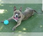 Small #2 American French Bull Terrier