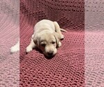 Small Photo #6 Labrador Retriever Puppy For Sale in HALIFAX, PA, USA