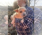 Small #19 French Bullhuahua