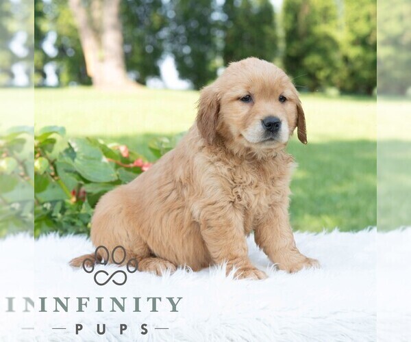 Medium Photo #6 Golden Retriever Puppy For Sale in NEWPORT, PA, USA