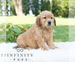Small #5 Golden Retriever