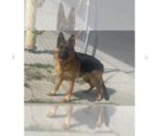 Small Photo #13 German Shepherd Dog Puppy For Sale in MERCED, CA, USA