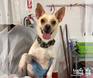 Chihuahua-Unknown Mix Dogs for adoption in Washington, DC, USA
