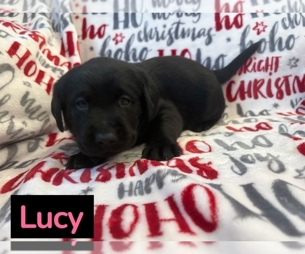 Medium Photo #7 Labrador Retriever Puppy For Sale in FAYETTEVILLE, OH, USA
