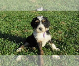 Bernedoodle Puppy for sale in BIG ROCK, IL, USA