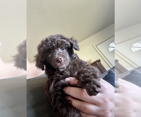 Medium Photo #15 Poodle (Toy) Puppy For Sale in HAYWARD, CA, USA