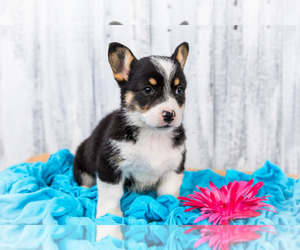 Pembroke Welsh Corgi Puppy for Sale in WAKARUSA, Indiana USA