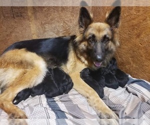 Mother of the German Shepherd Dog puppies born on 10/04/2021