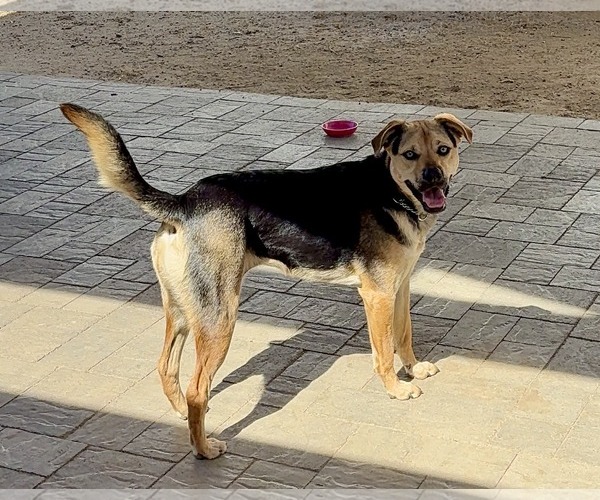 Medium Photo #3 Beagle-Unknown Mix Puppy For Sale in Escondido, CA, USA