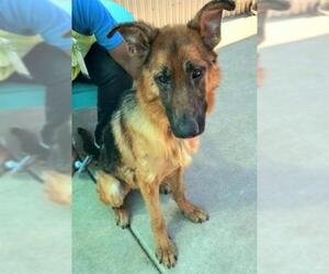 German Shepherd Dog Dogs for adoption in Sacramento, CA, USA