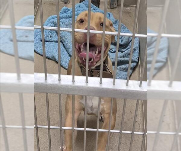 Medium Photo #1 Mutt Puppy For Sale in Decatur, IL, USA