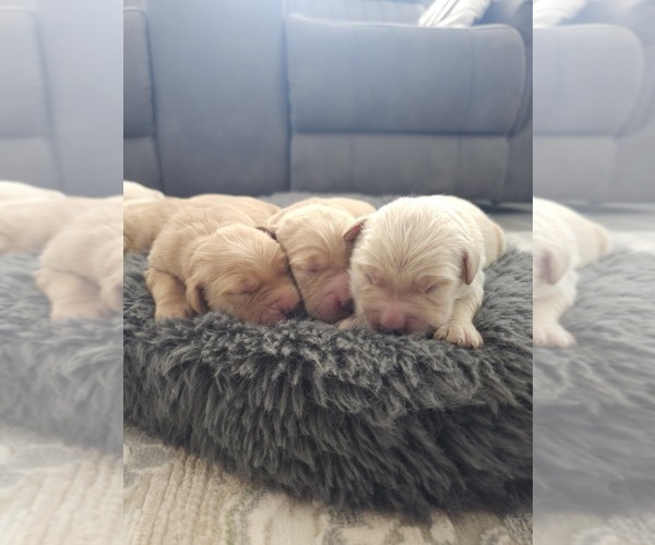 Medium Photo #7 Golden Retriever Puppy For Sale in ELVERTA, CA, USA