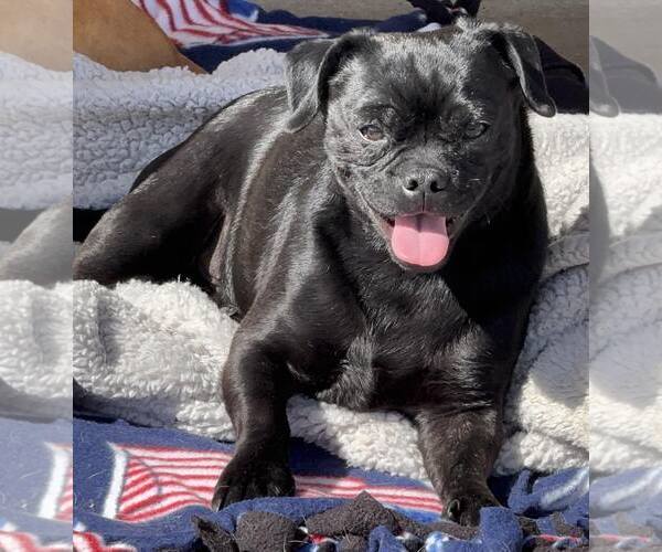 Medium Photo #4 Pug-Unknown Mix Puppy For Sale in La Verne, CA, USA