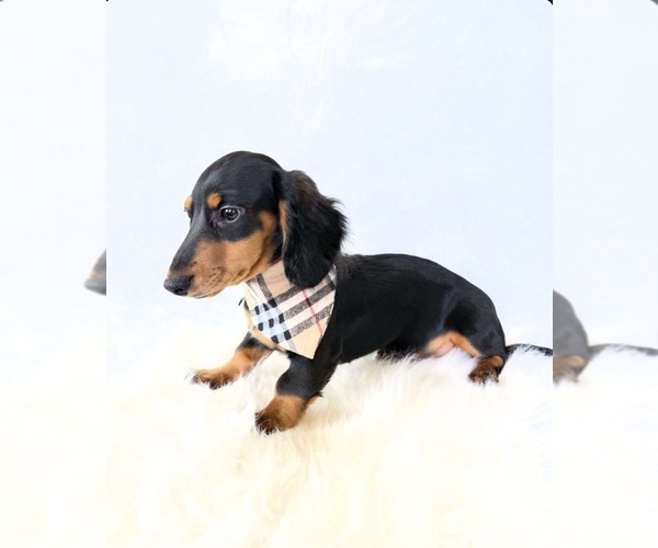 Medium Photo #7 Dachshund Puppy For Sale in DAVIS, CA, USA