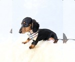 Small #6 Dachshund