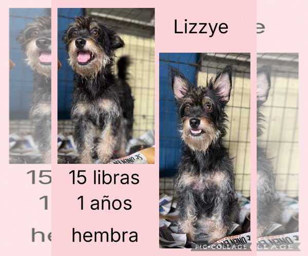 Medium Photo #2 Chihuahua-Unknown Mix Puppy For Sale in Virginia Beach, VA, USA