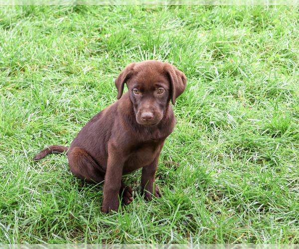 Medium Photo #3 Labrador Retriever Puppy For Sale in SYRACUSE, IN, USA
