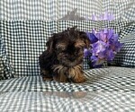 Small #8 Yorkshire Terrier