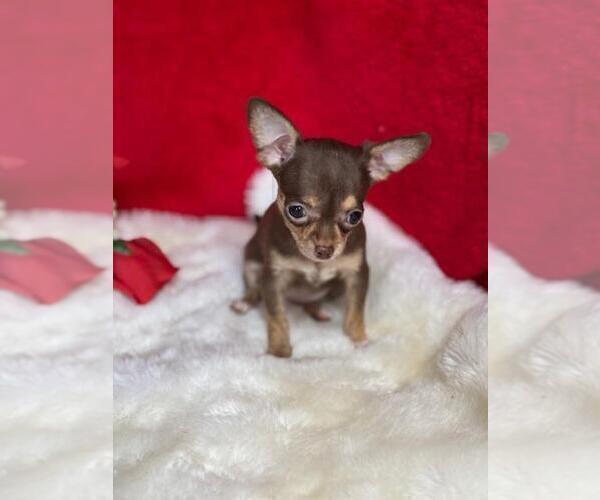Medium Photo #4 Chihuahua Puppy For Sale in SAINT AUGUSTINE, FL, USA