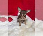 Chihuahuas - Female Chihuahua Puppy for Sale - Photo #4